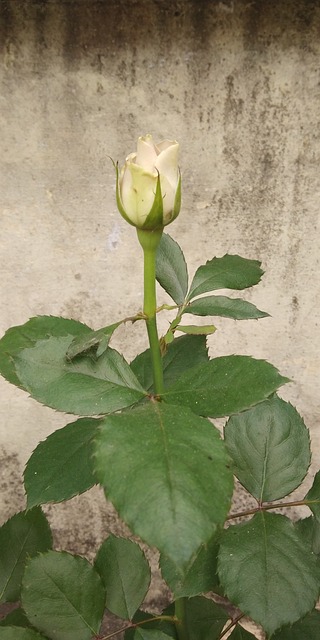 Ge1743a5d119a0a3ee0d4ed199da0c2275873bc679999d727a0ec29c54ab8af11fd4b4daaafacd2ecfd2d62e9ce257480a193dce91cc7dce35df3d51e8d681db7 640